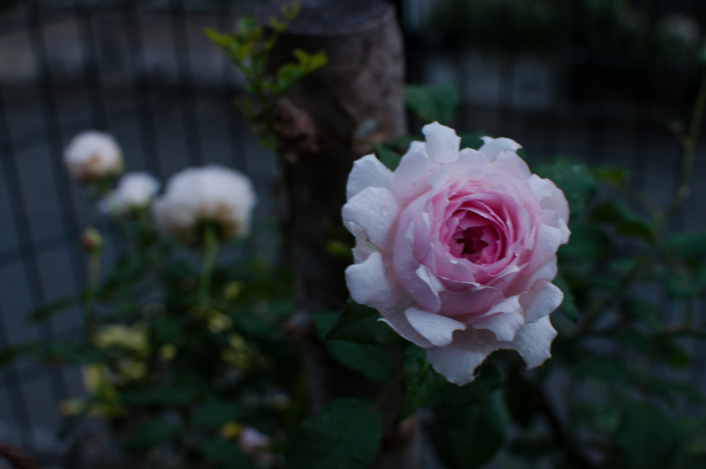 f:id:kota2009:20181011054851j:plain