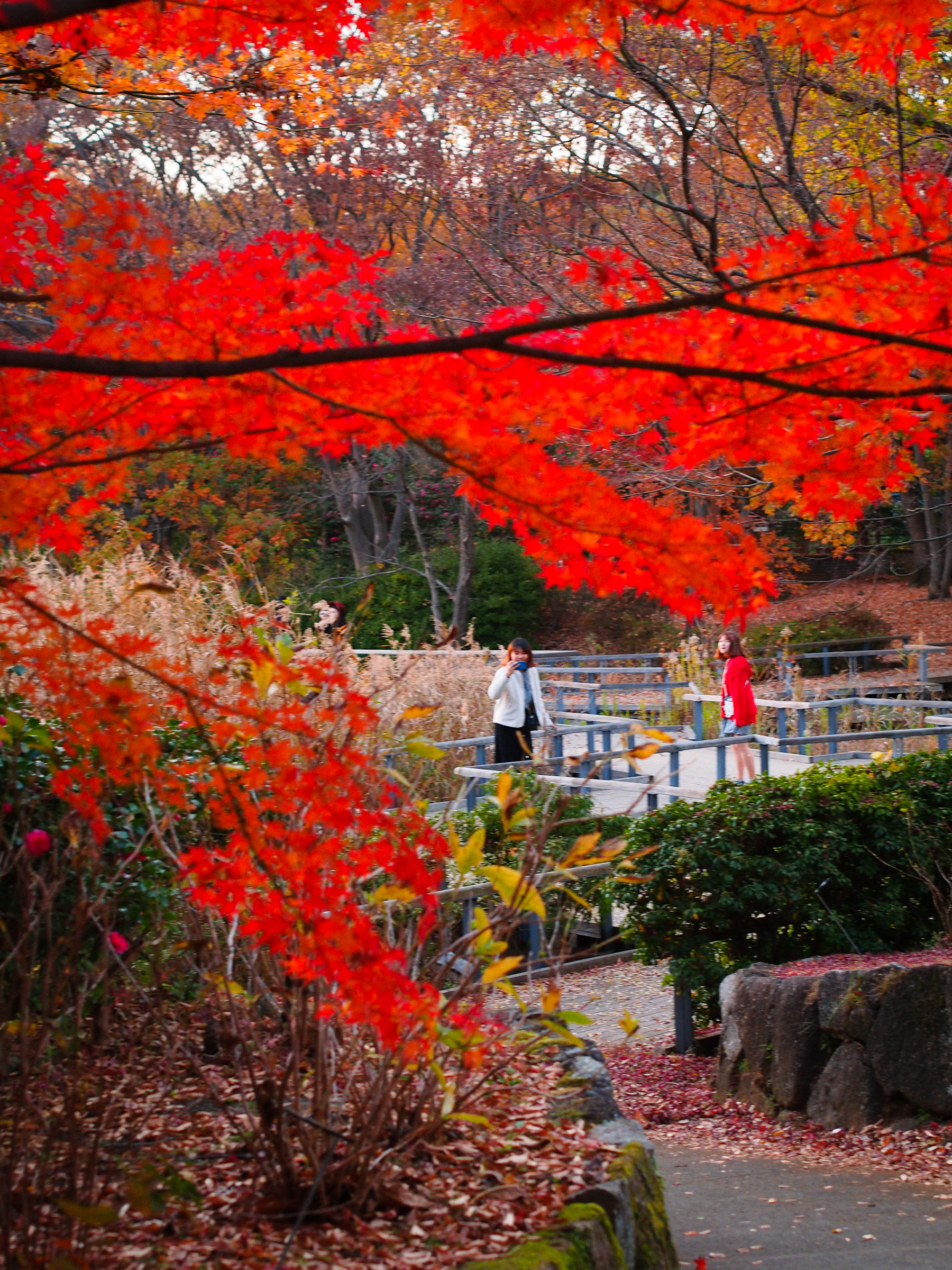 昭和記念公園で紅葉を楽しむ Kotaのブログ 昭和記念公園で紅葉を楽しむ Kotaのブログ