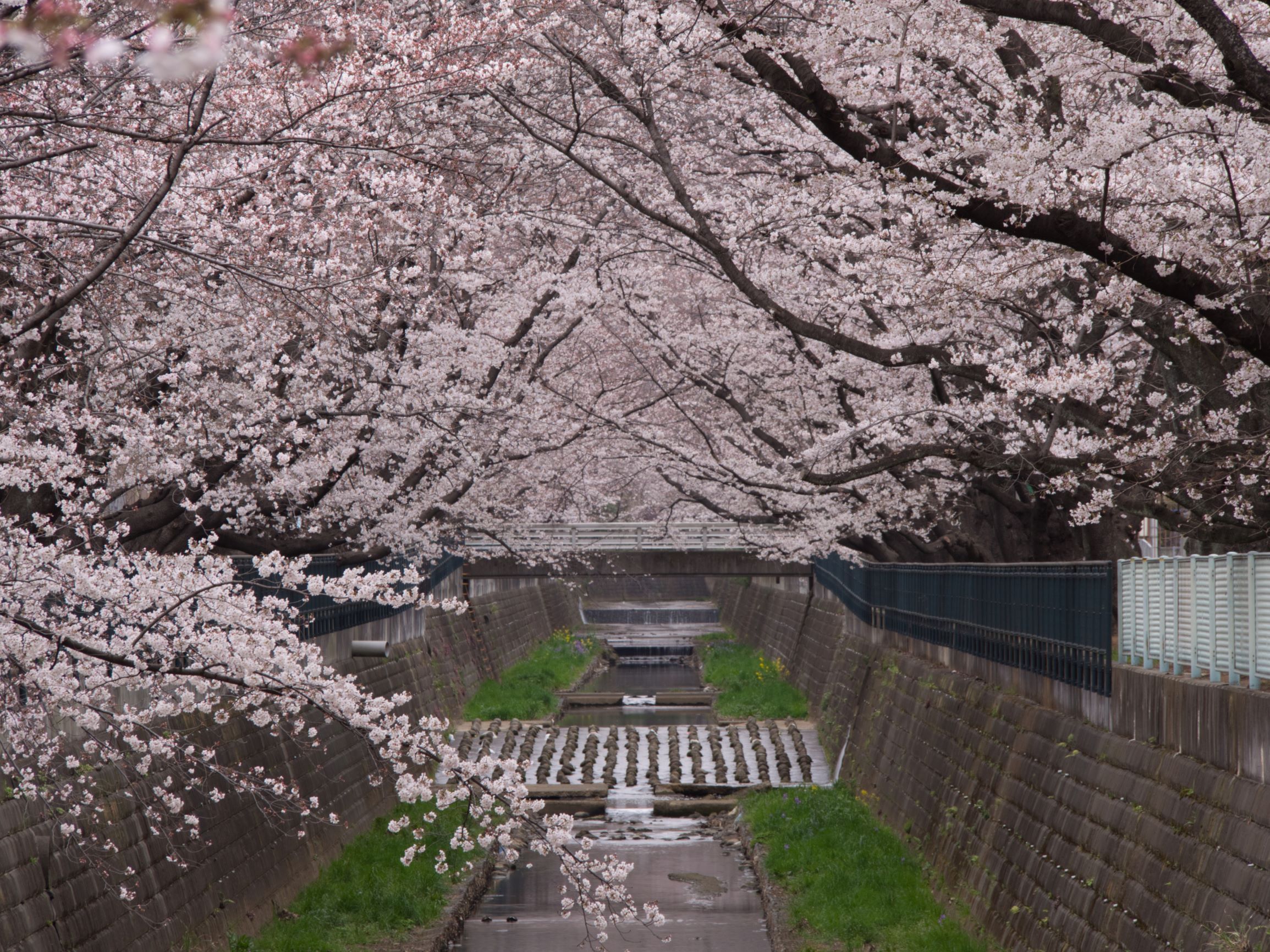 f:id:kota2009:20190329062853j:plain f:id:kota2009:20190329062853j:plain