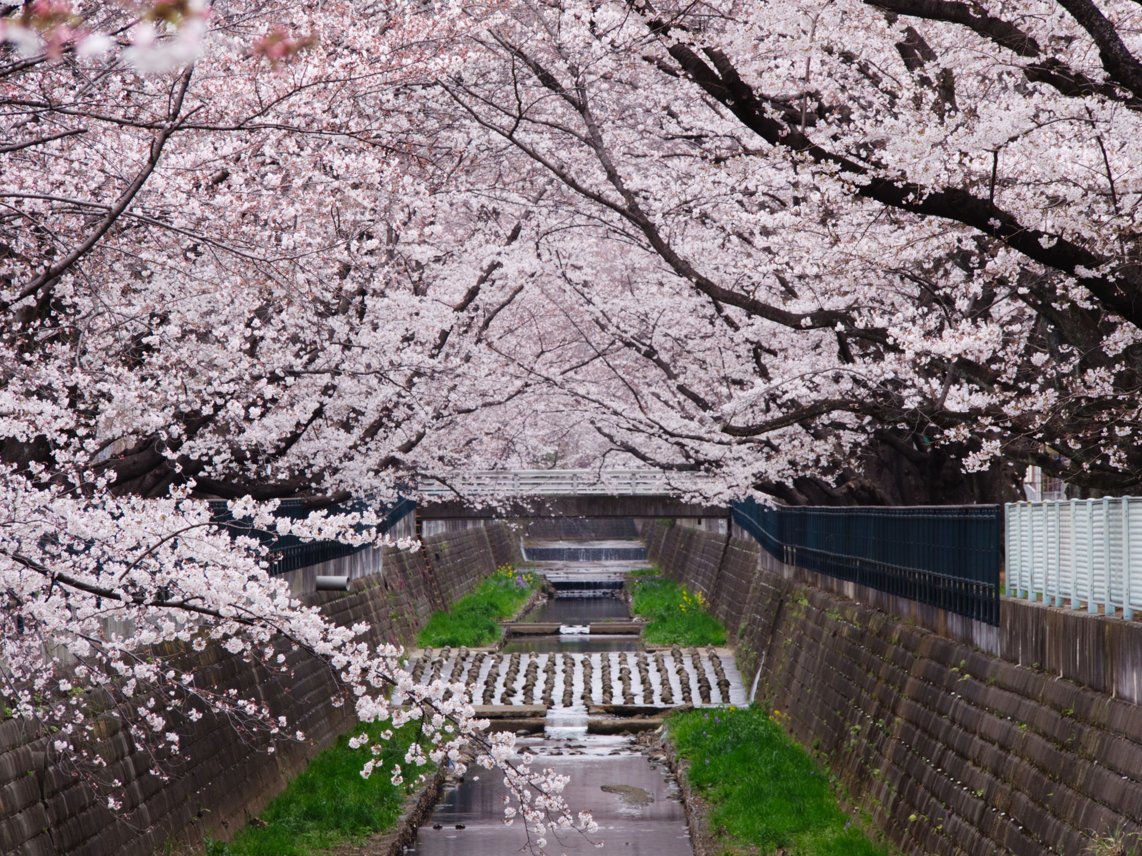 f:id:kota2009:20190329062854j:plain f:id:kota2009:20190329062854j:plain