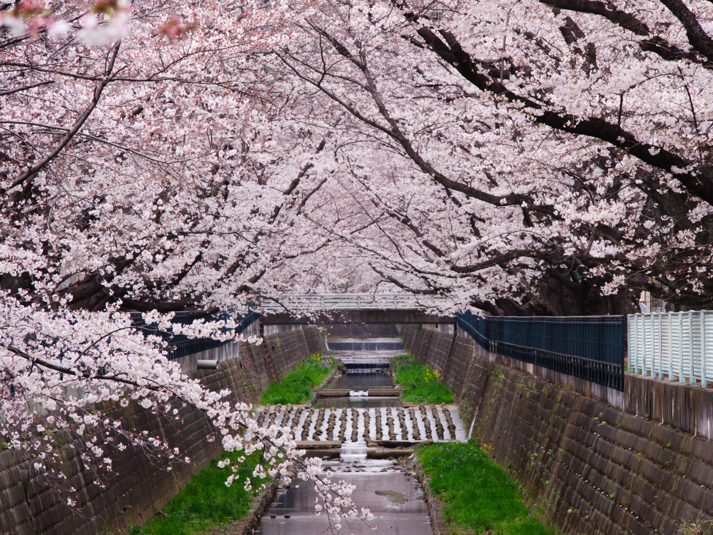 f:id:kota2009:20190329062855j:plain f:id:kota2009:20190329062855j:plain