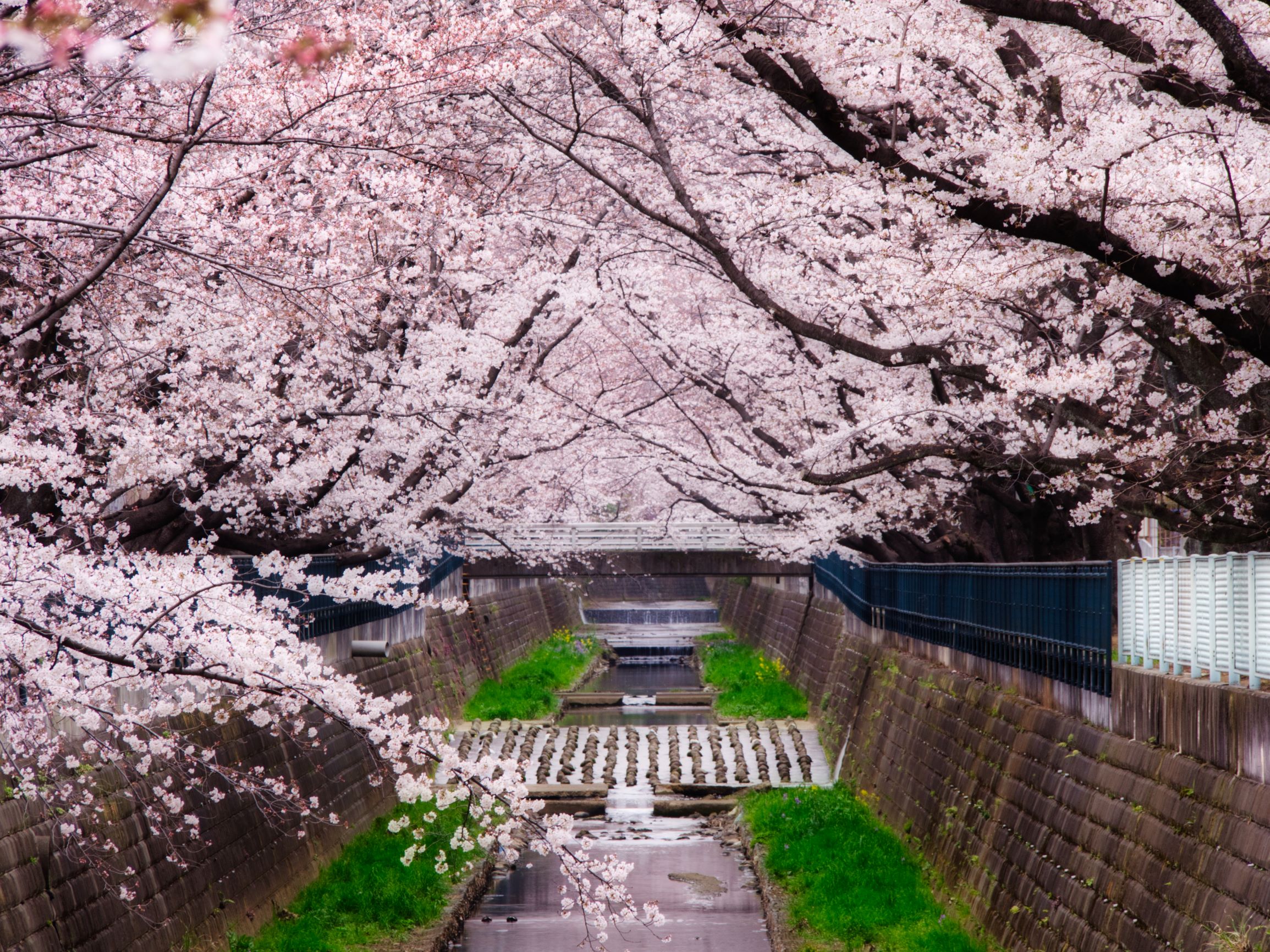 f:id:kota2009:20190329062856j:plain f:id:kota2009:20190329062856j:plain