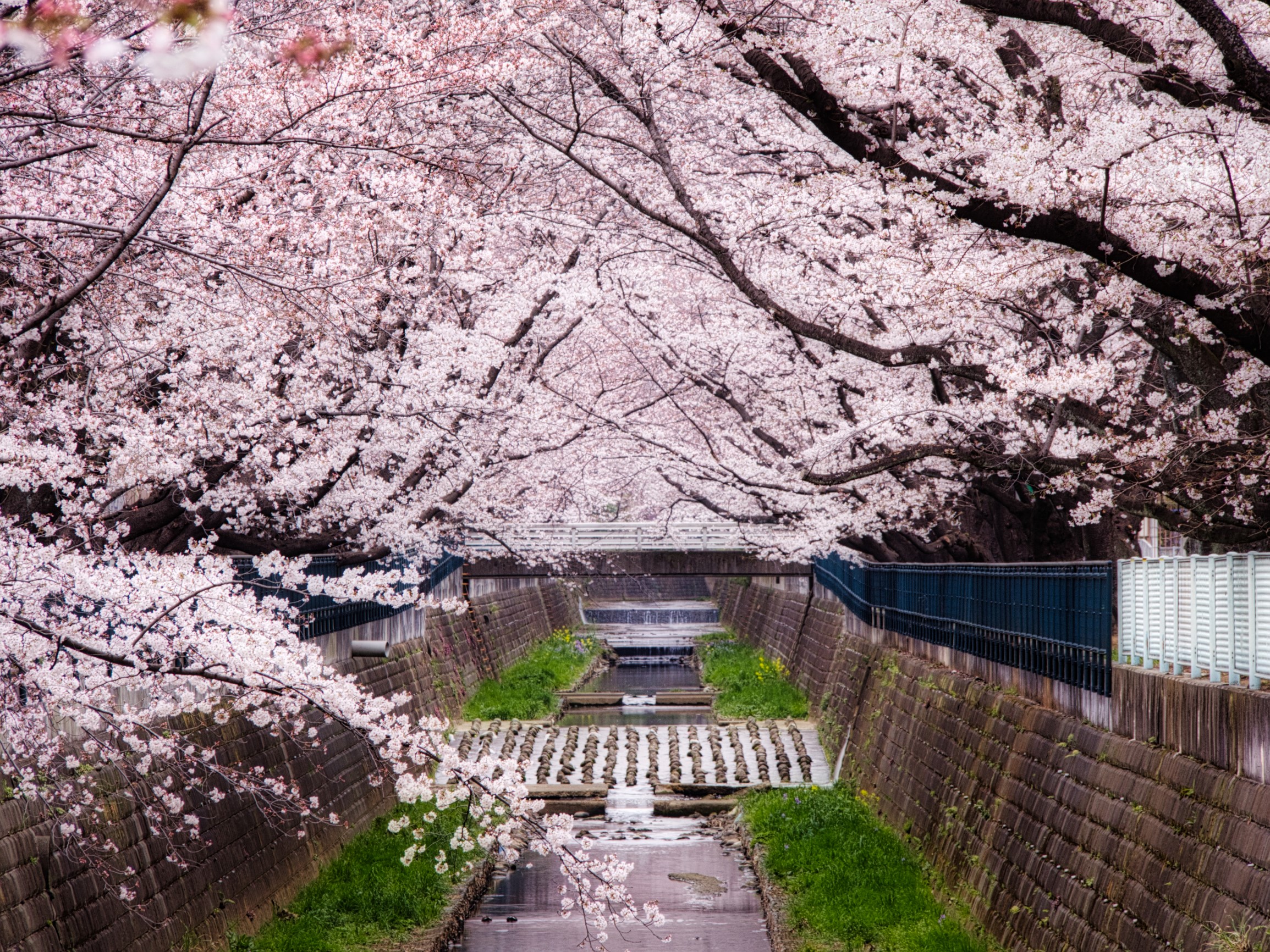 f:id:kota2009:20190329062858j:plain f:id:kota2009:20190329062858j:plain