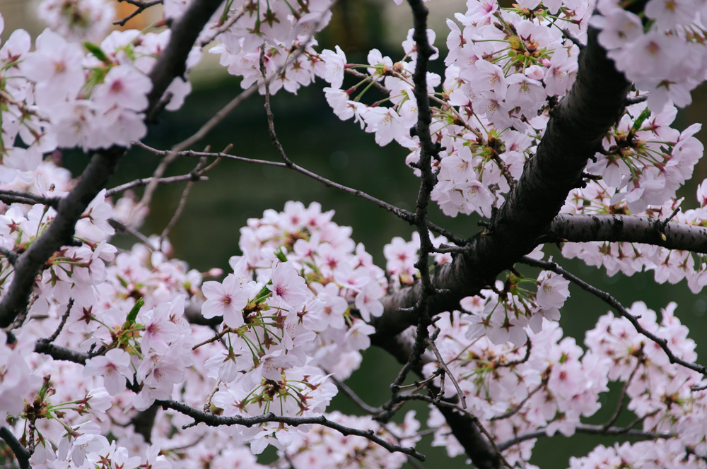 f:id:kota2009:20190330143455j:plain