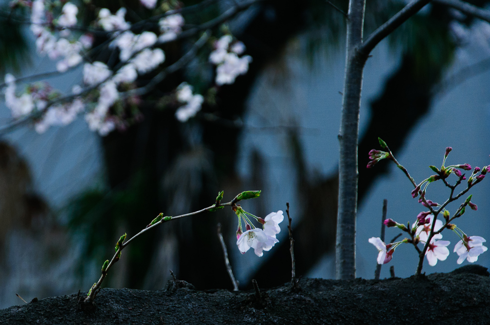 f:id:kota2009:20190331165406j:plain