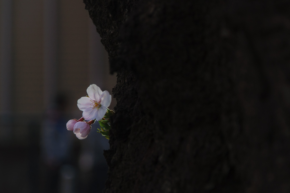 f:id:kota2009:20190331171714j:plain