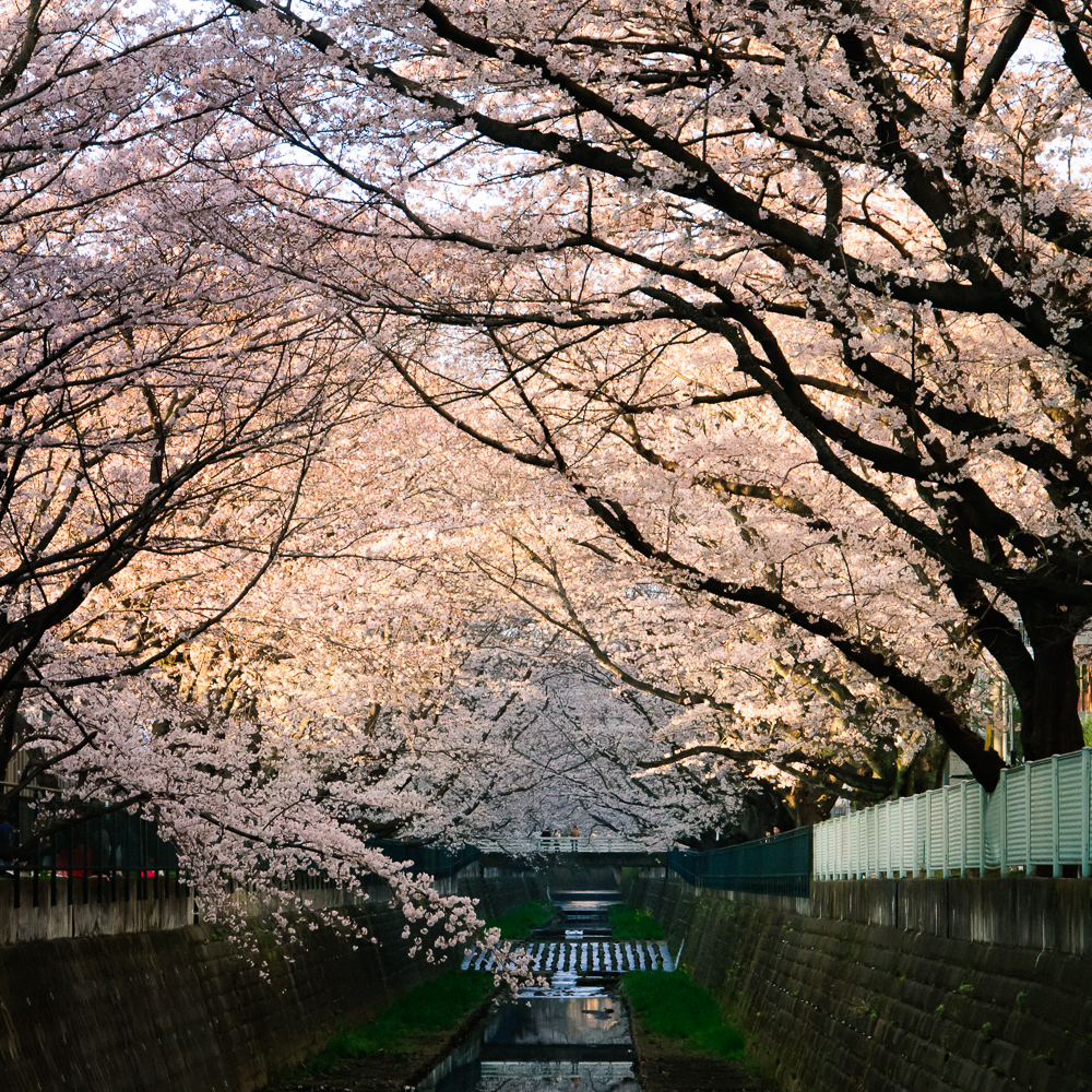 f:id:kota2009:20190331172603j:plain