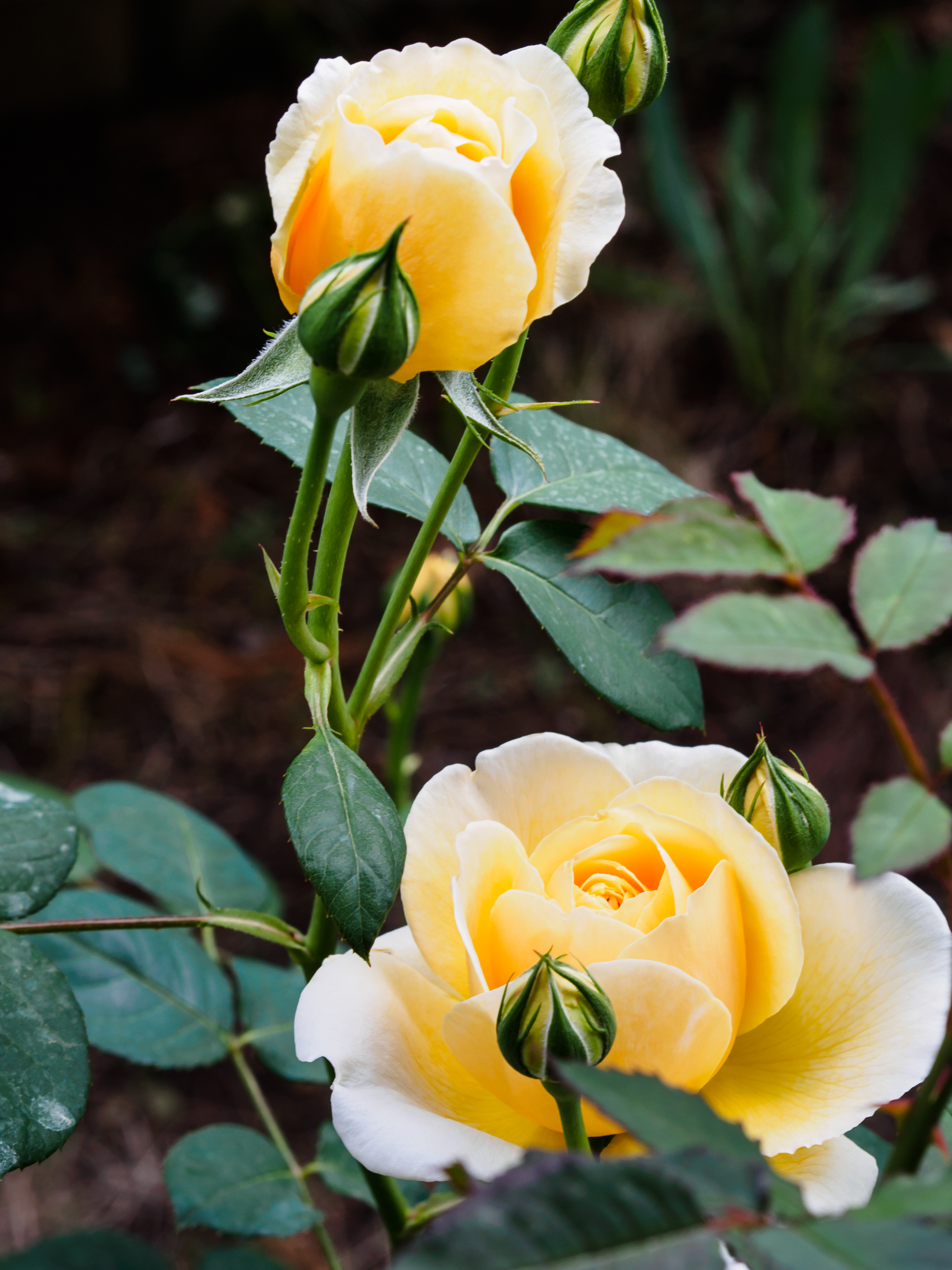 f:id:kota2009:20190506151819j:plain f:id:kota2009:20190506151819j:plain