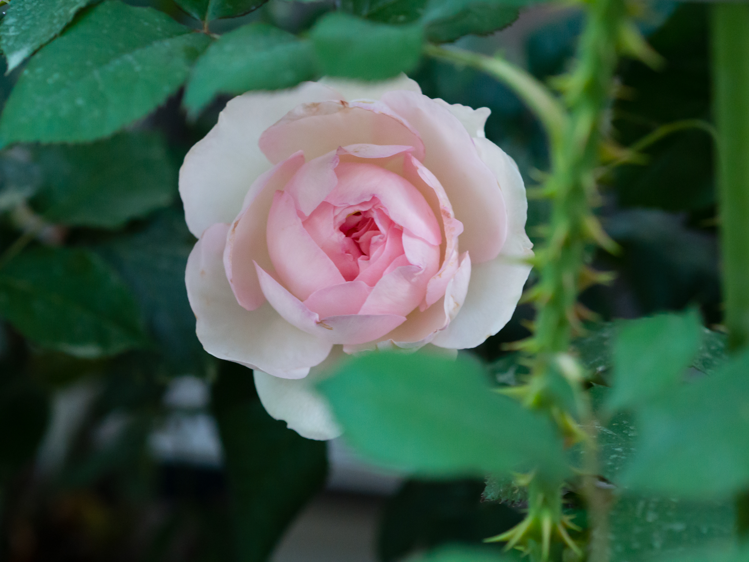 f:id:kota2009:20190510050446j:plain f:id:kota2009:20190510050446j:plain