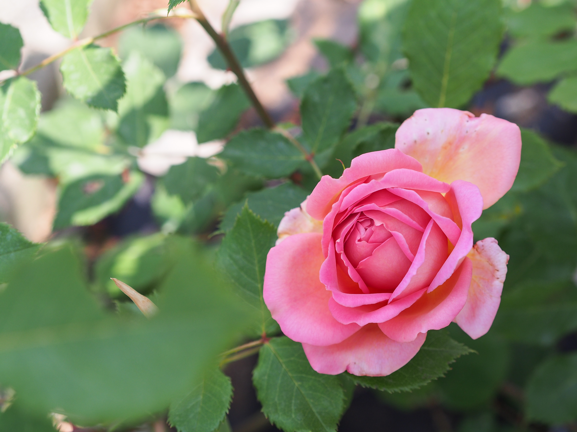 f:id:kota2009:20190512105159j:plain f:id:kota2009:20190512105159j:plain