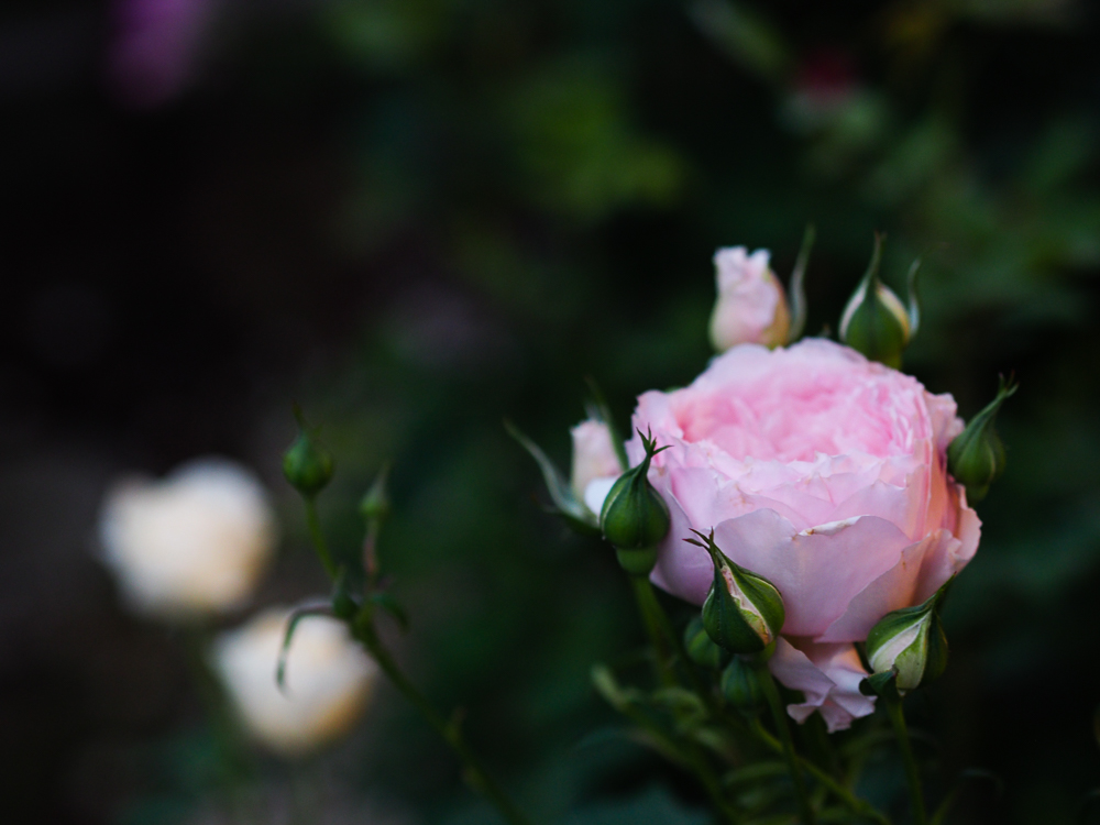 f:id:kota2009:20190514051313j:plain f:id:kota2009:20190514051313j:plain