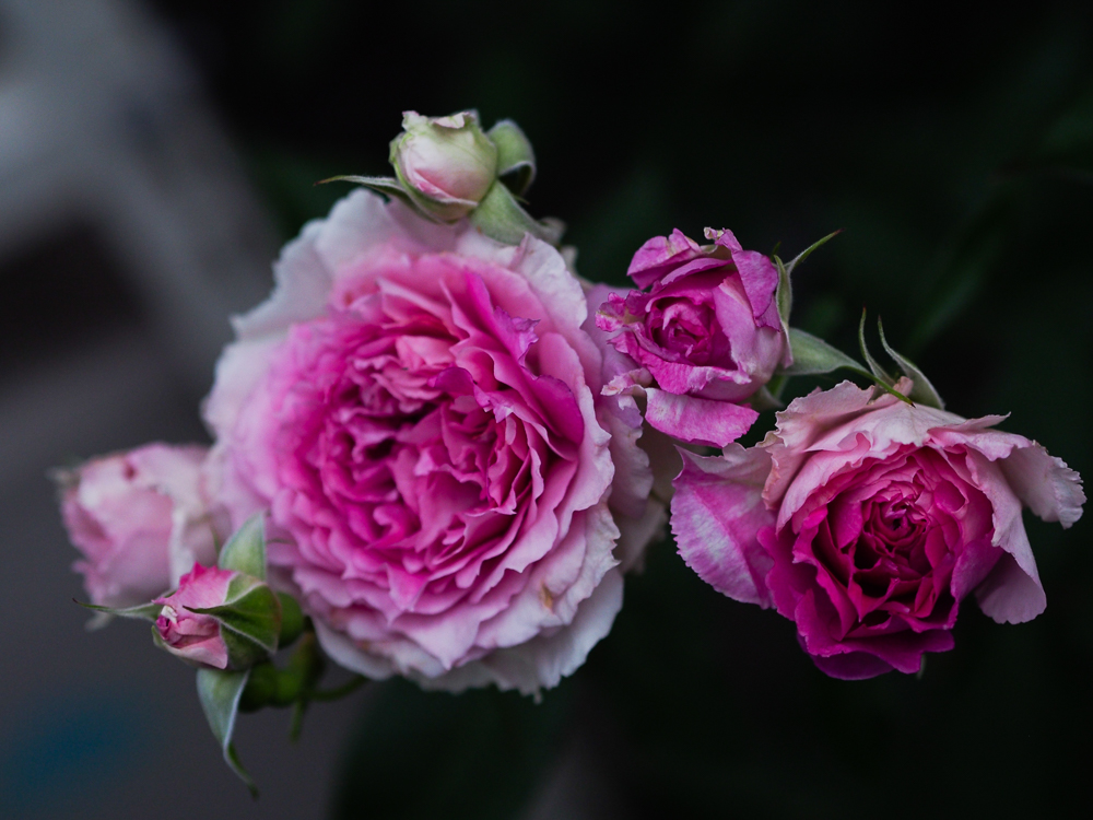 f:id:kota2009:20190514051330j:plain f:id:kota2009:20190514051330j:plain