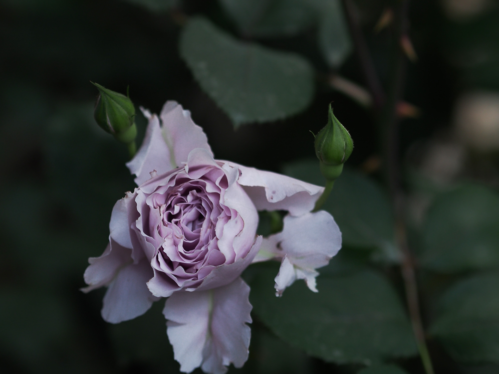 f:id:kota2009:20190515051237j:plain f:id:kota2009:20190515051237j:plain