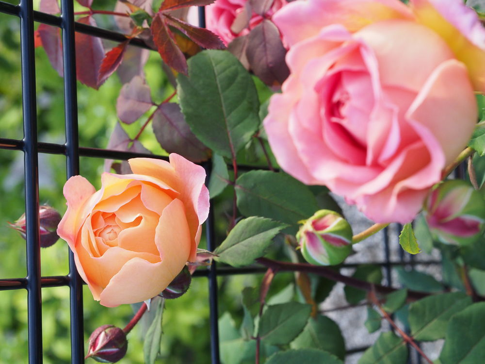 f:id:kota2009:20190517053205j:plain f:id:kota2009:20190517053205j:plain