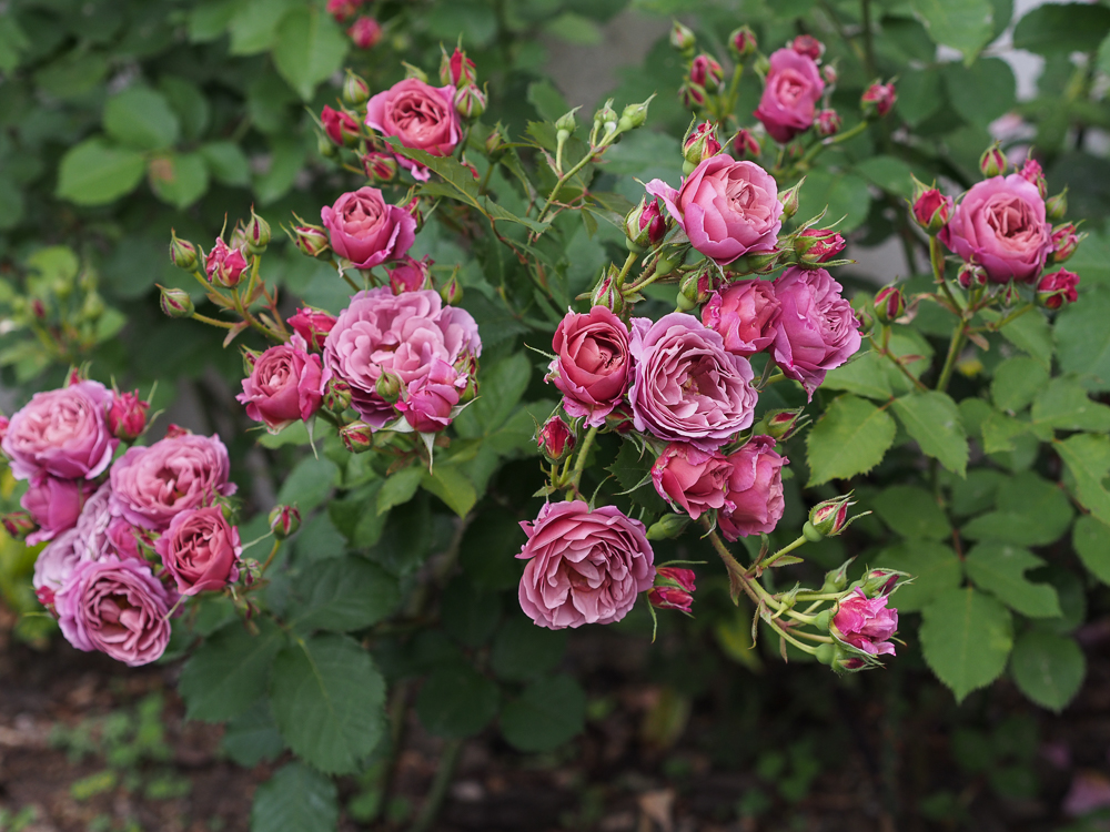 f:id:kota2009:20190518093921j:plain f:id:kota2009:20190518093921j:plain