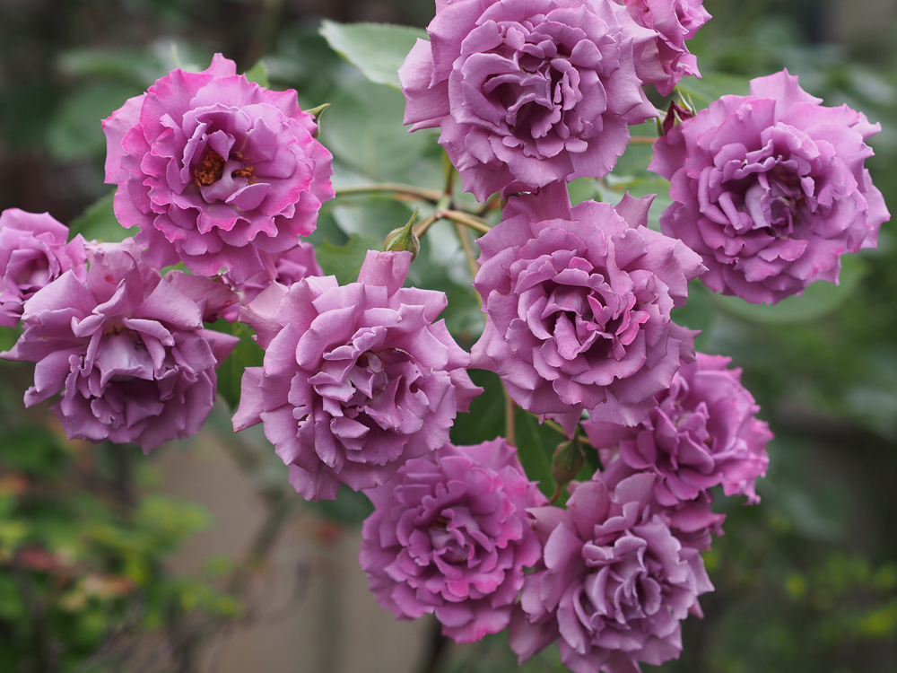 f:id:kota2009:20190518094203j:plain f:id:kota2009:20190518094203j:plain