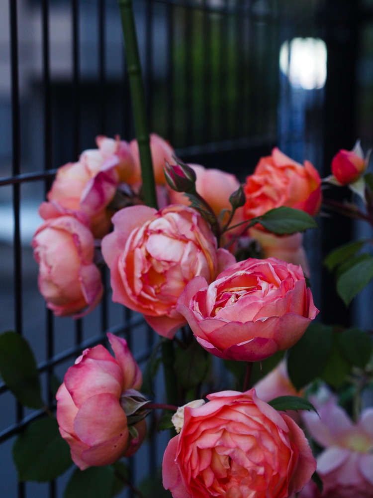 f:id:kota2009:20190526184818j:plain f:id:kota2009:20190526184818j:plain
