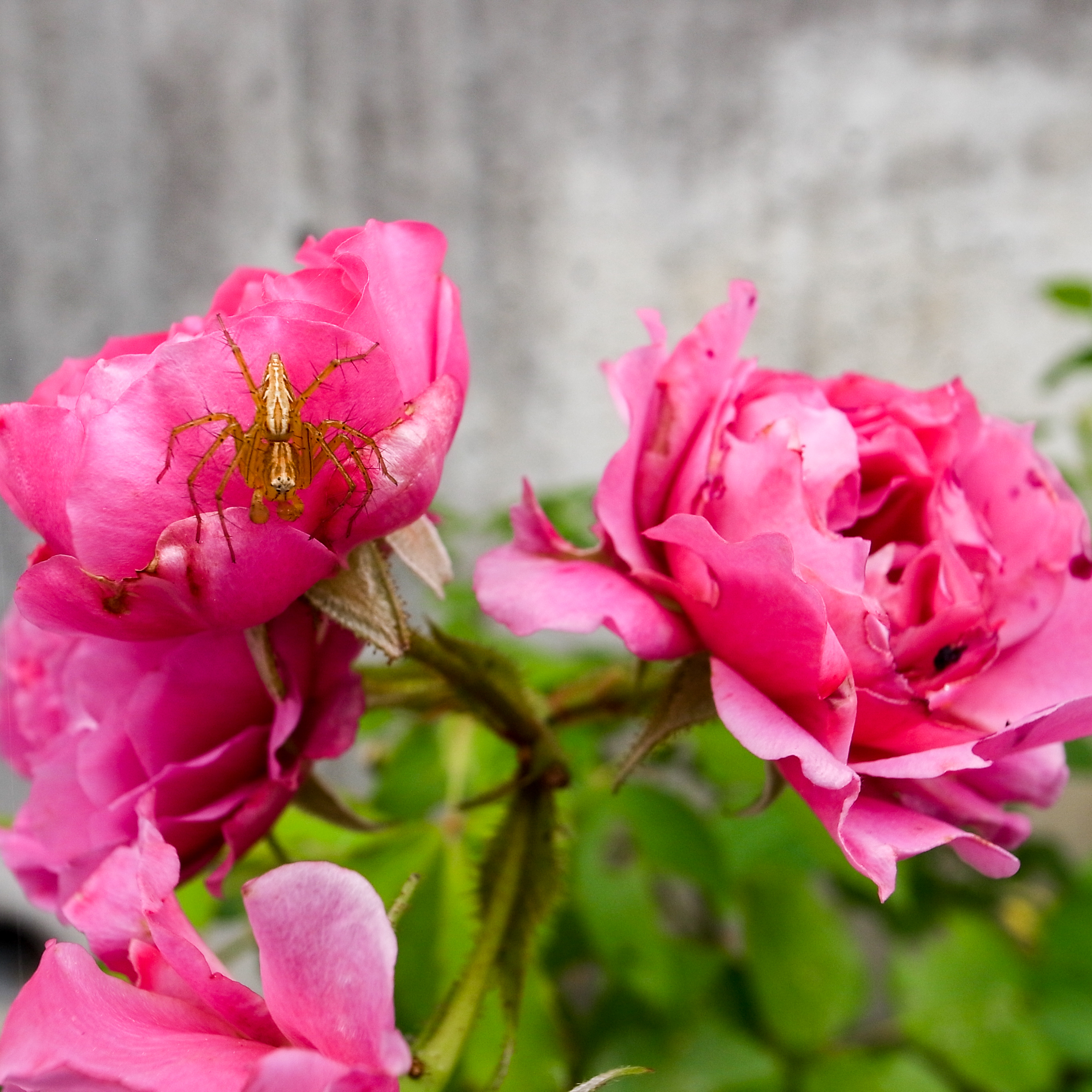 f:id:kota2009:20190602095800j:plain f:id:kota2009:20190602095800j:plain