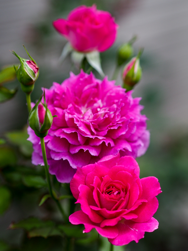f:id:kota2009:20190715115658j:plain f:id:kota2009:20190715115658j:plain