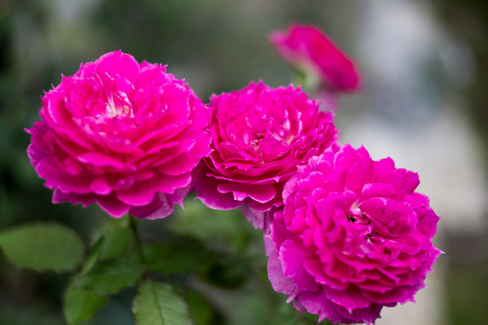 f:id:kota2009:20190721084230j:plain f:id:kota2009:20190721084230j:plain