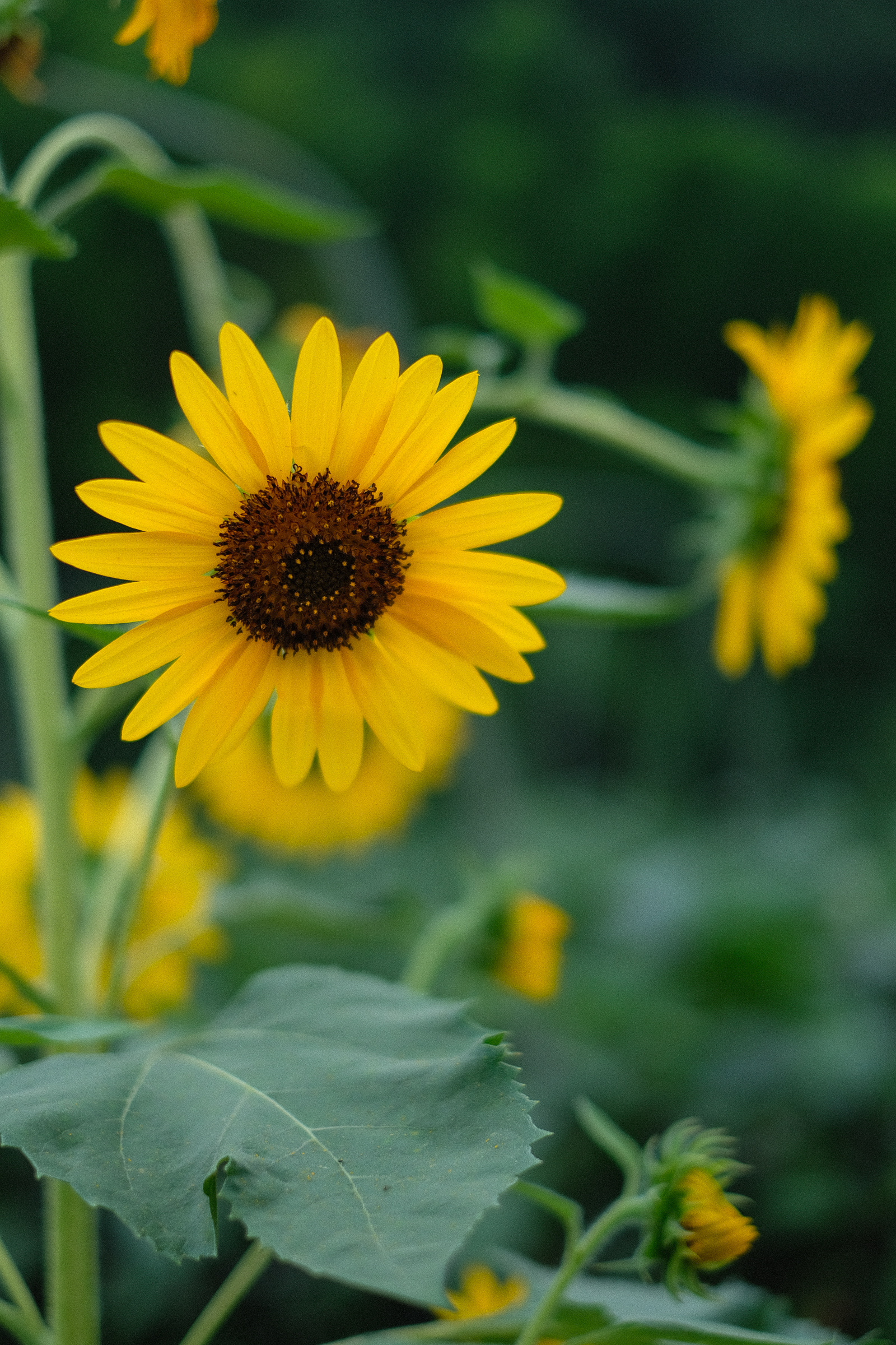 f:id:kota2009:20190721141407j:plain