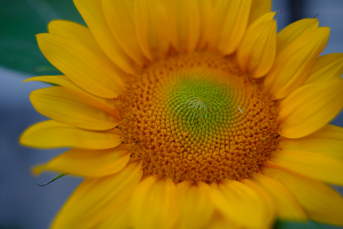f:id:kota2009:20190825073324j:plain f:id:kota2009:20190825073324j:plain