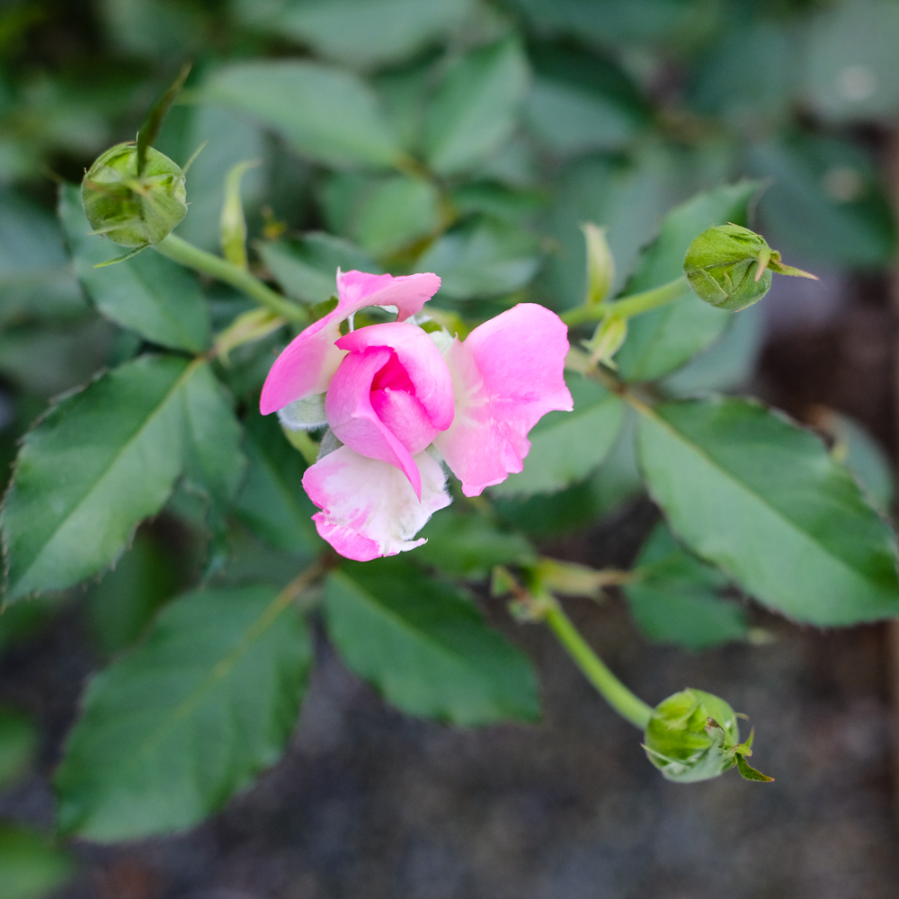 f:id:kota2009:20190929164307j:plain