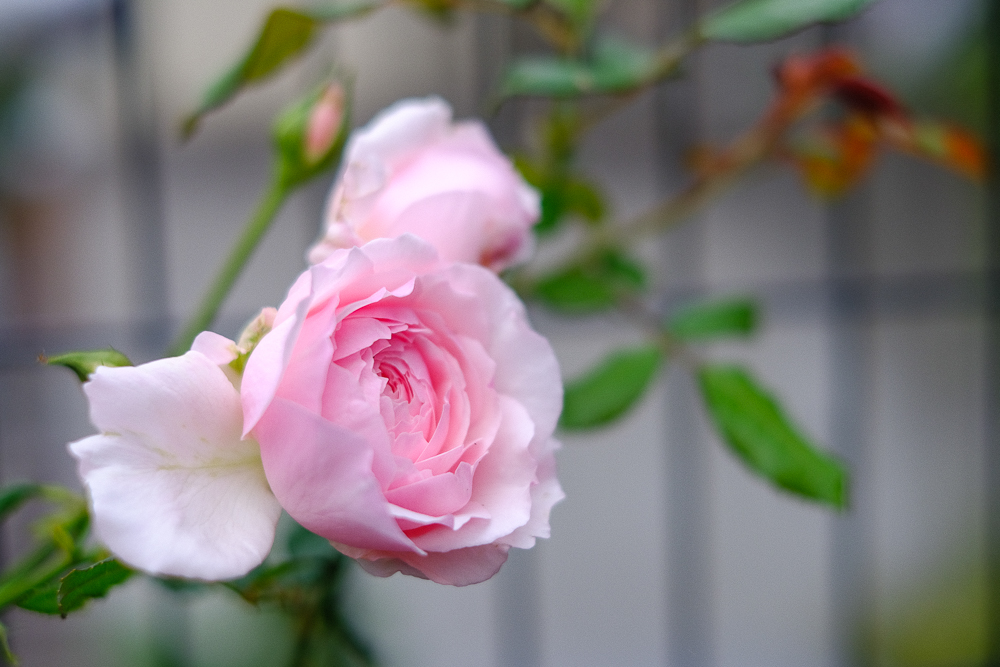 f:id:kota2009:20191017065021j:plain