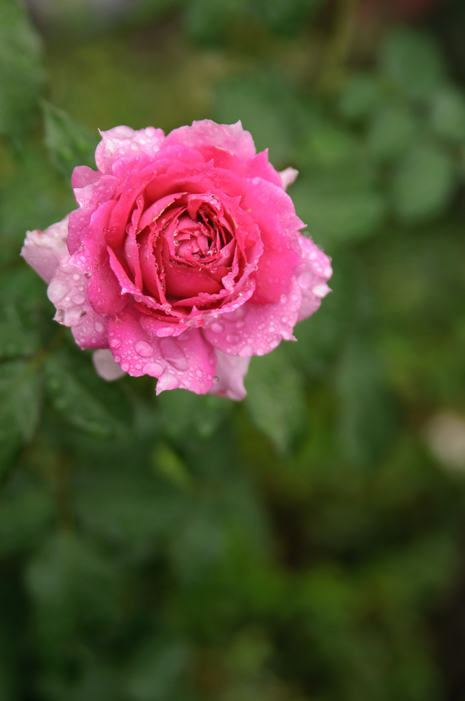 f:id:kota2009:20191019093142j:plain