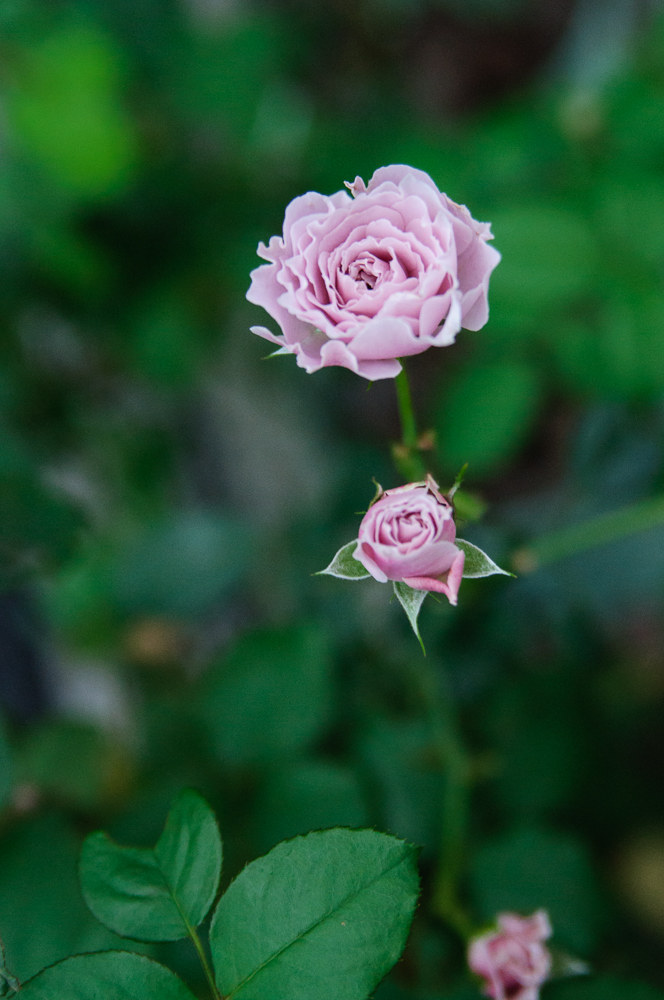 f:id:kota2009:20191020165034j:plain