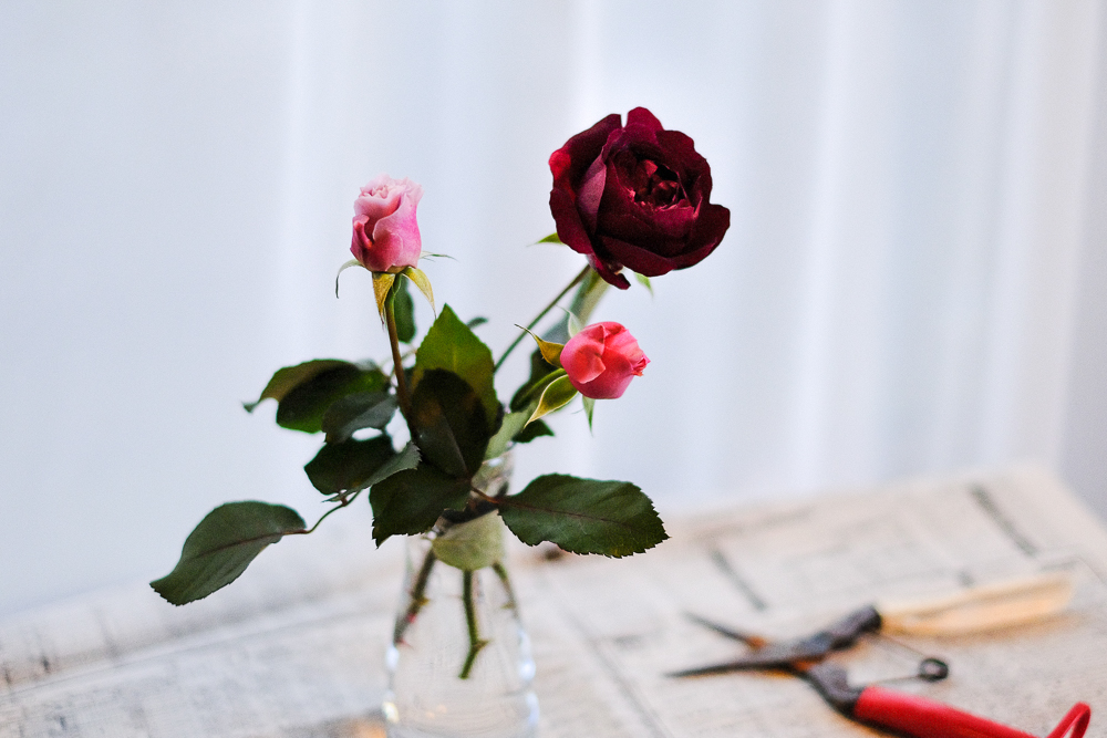 f:id:kota2009:20191116090246j:plain