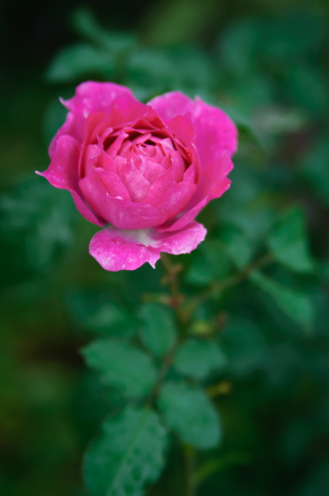 f:id:kota2009:20191124105645j:plain