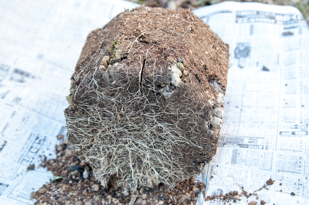 f:id:kota2009:20200103104905j:plain