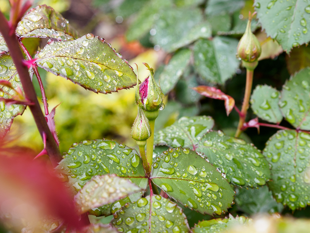 f:id:kota2009:20200421101523j:plain