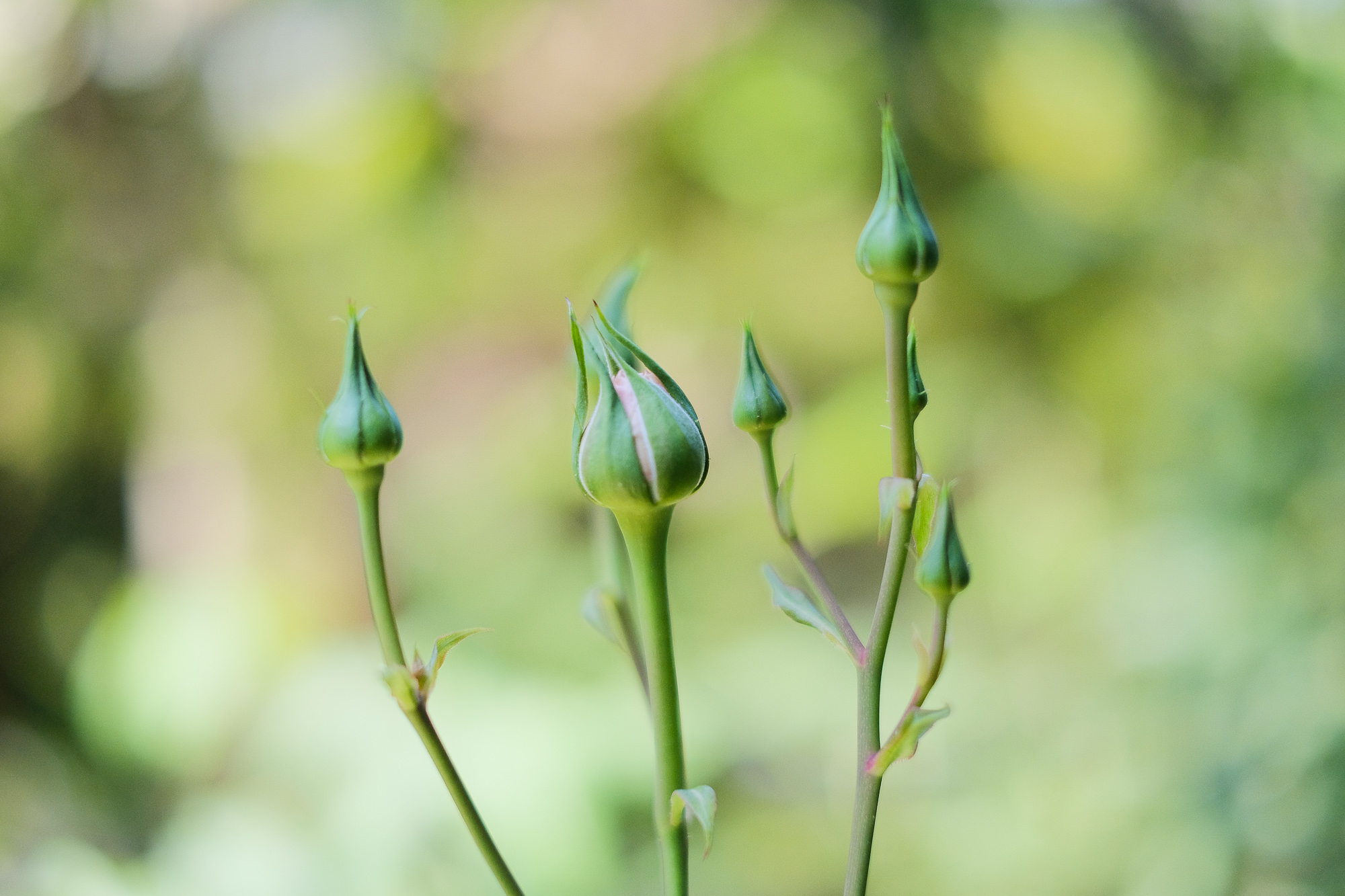 f:id:kota2009:20200429094051j:plain