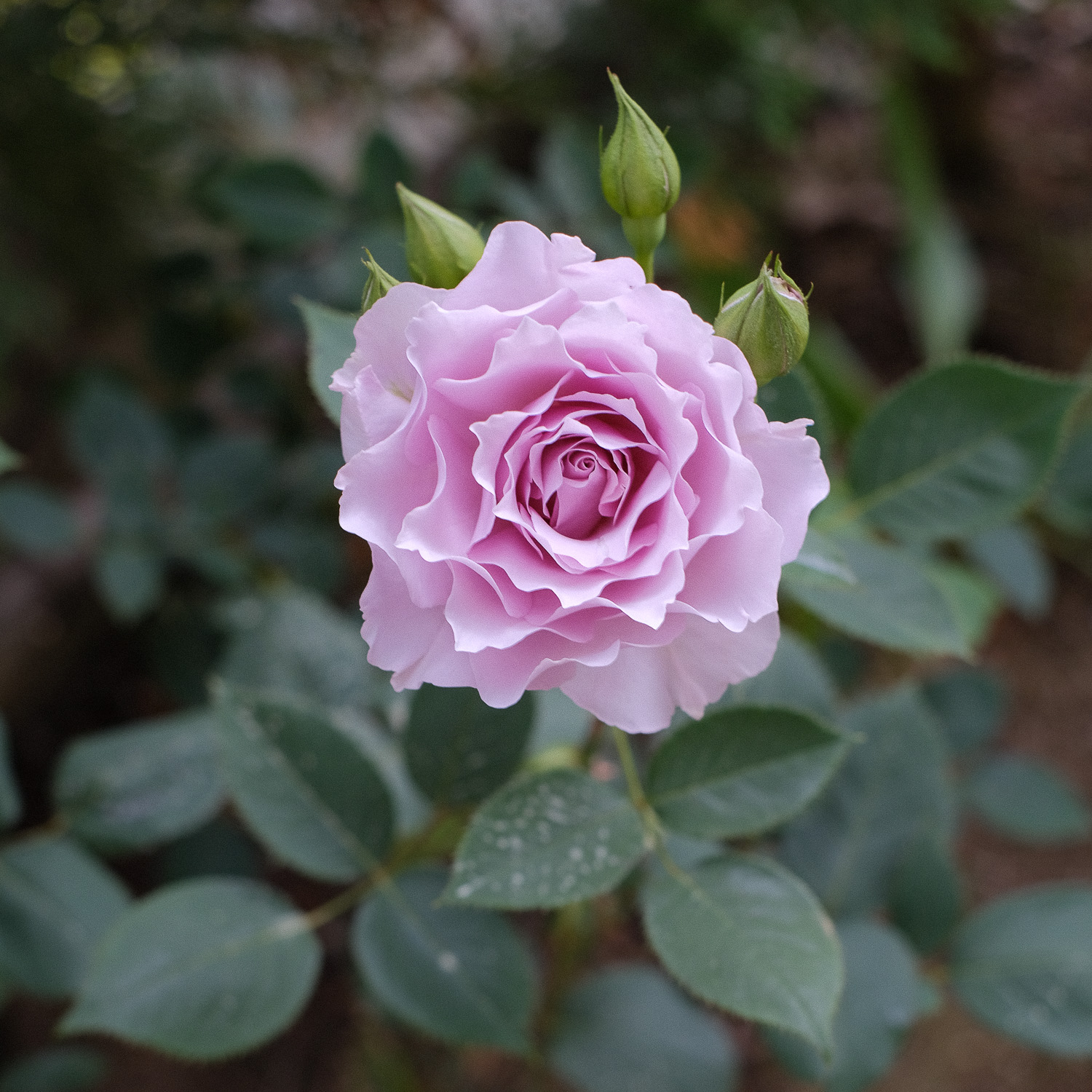 f:id:kota2009:20200505154724j:plain