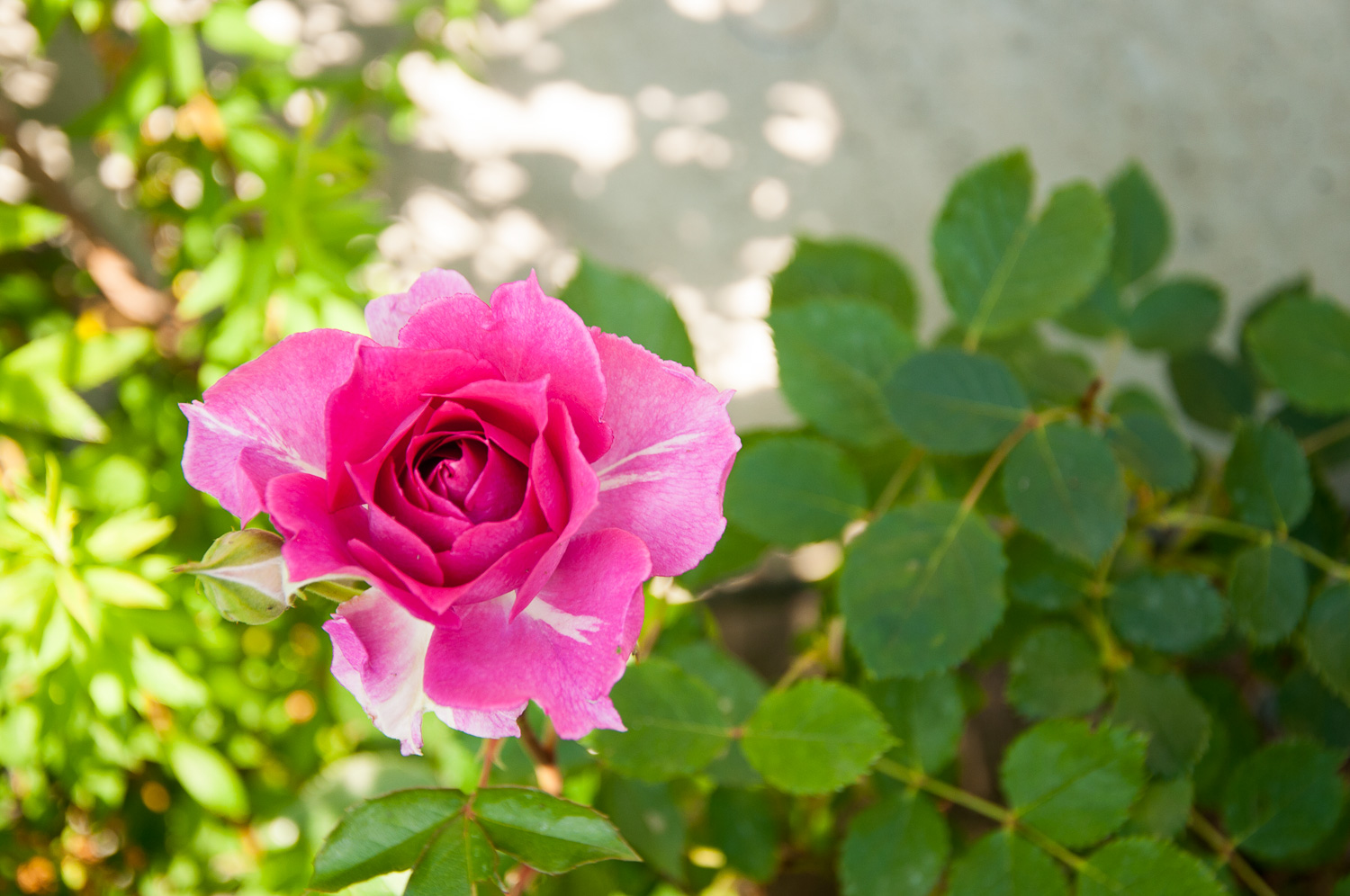 f:id:kota2009:20200507172652j:plain