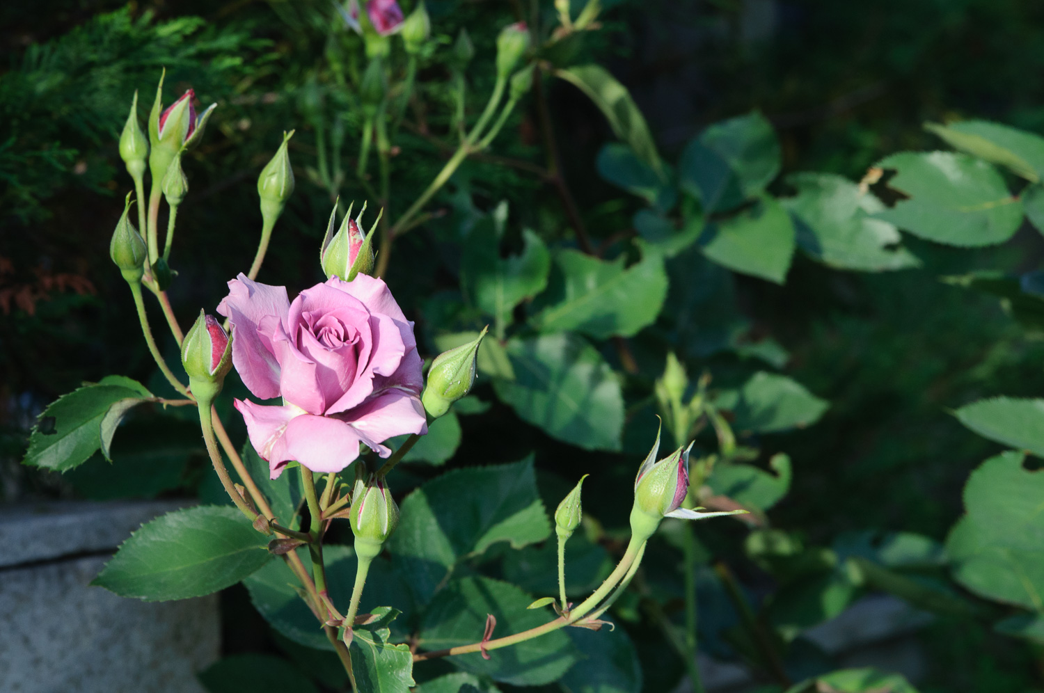 f:id:kota2009:20200508173207j:plain