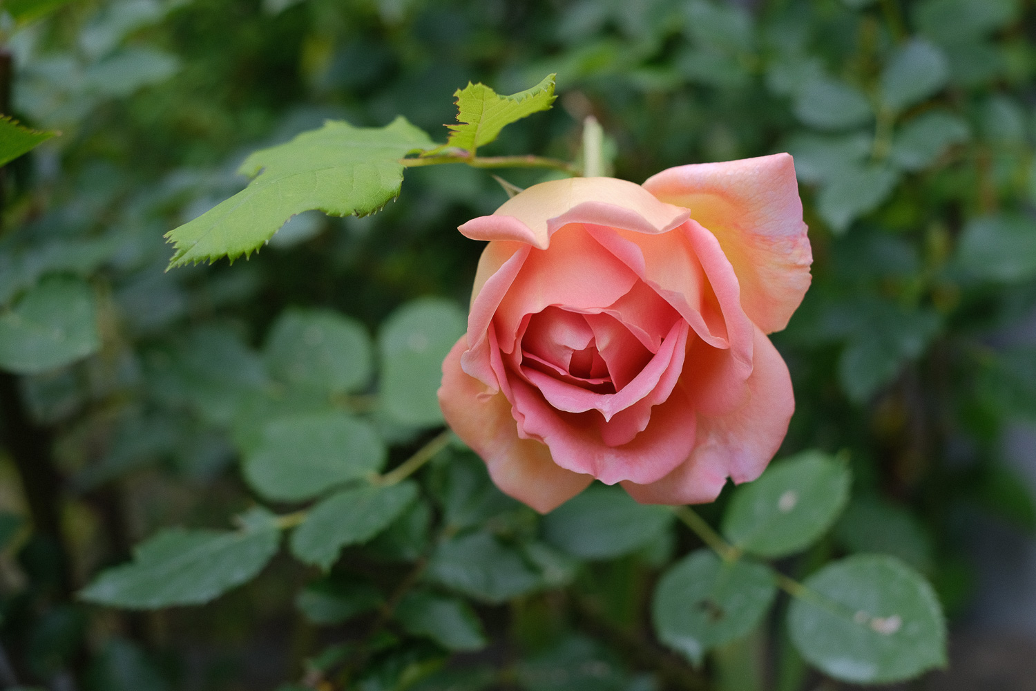 f:id:kota2009:20200510072818j:plain