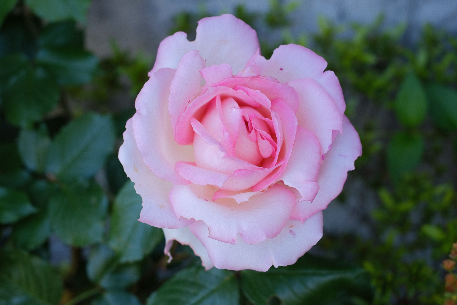 f:id:kota2009:20200511063553j:plain