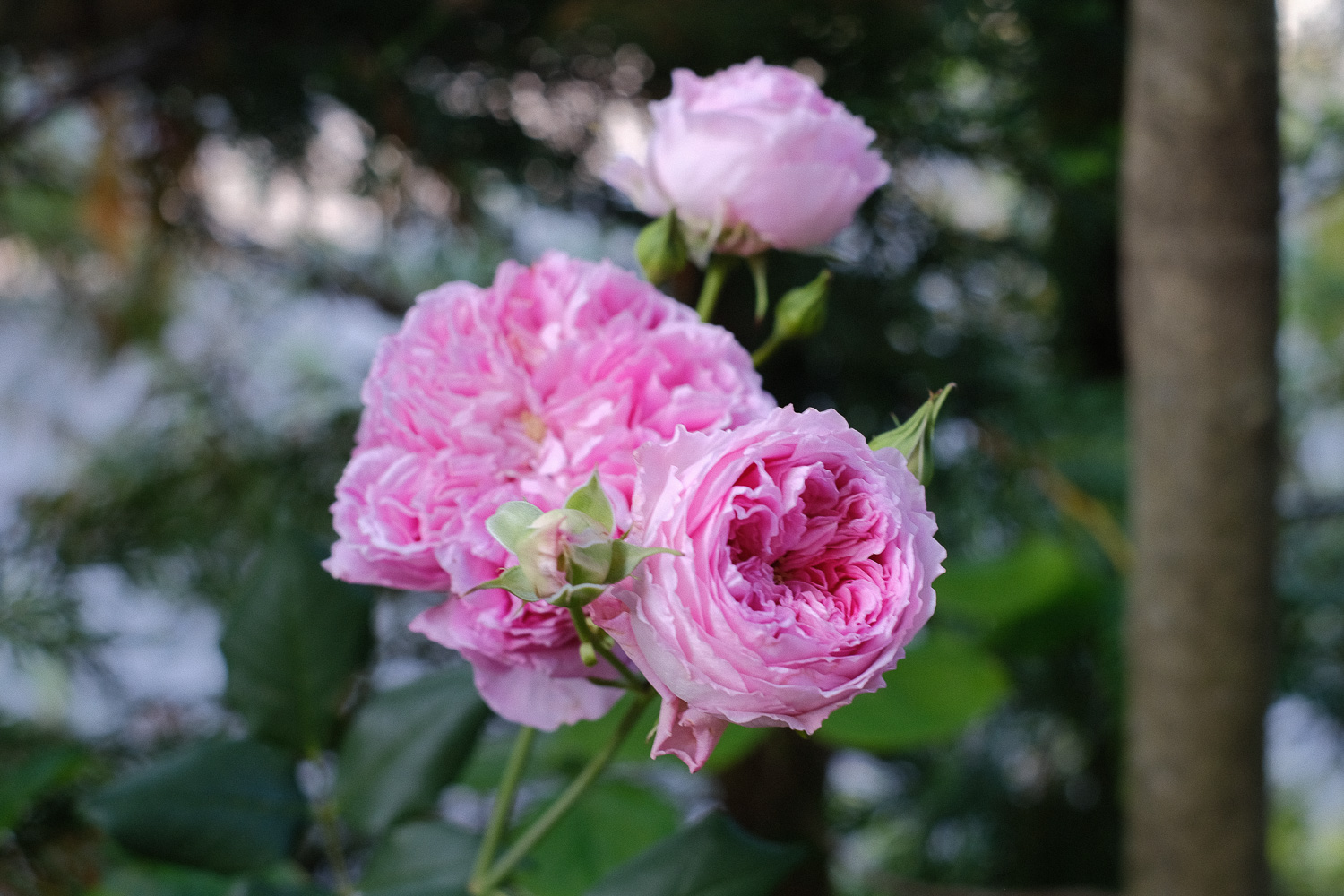 f:id:kota2009:20200511064206j:plain