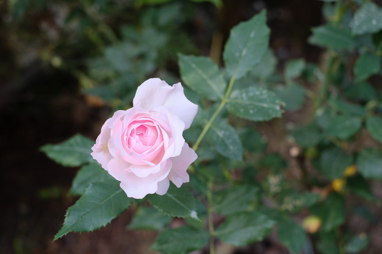 f:id:kota2009:20200513070644j:plain