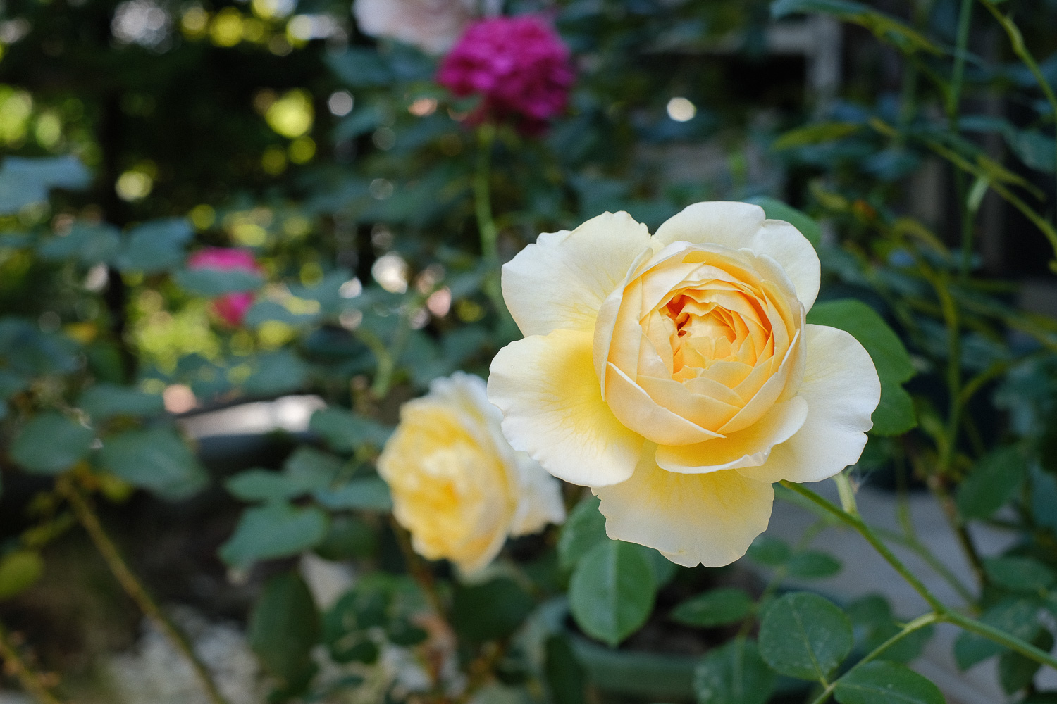 f:id:kota2009:20200517092752j:plain