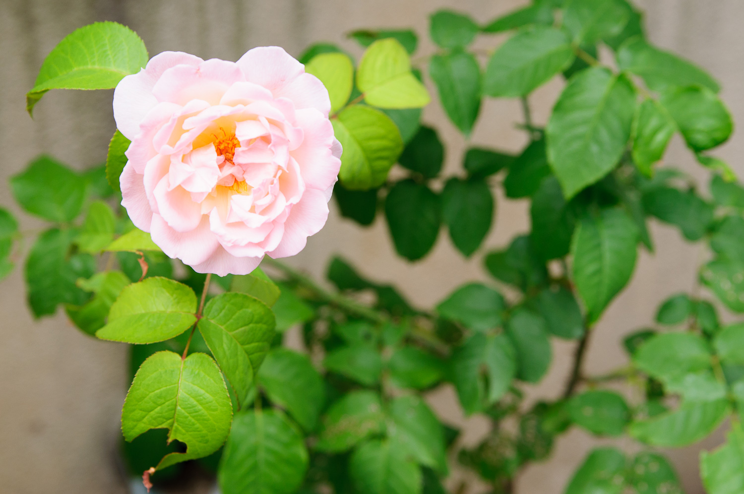 f:id:kota2009:20200531092112j:plain