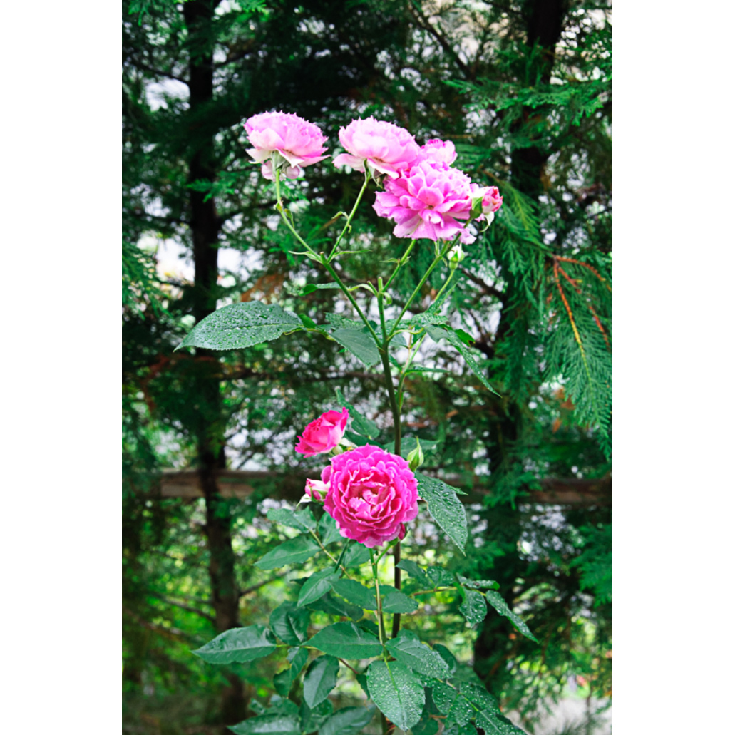 f:id:kota2009:20200603083912j:plain