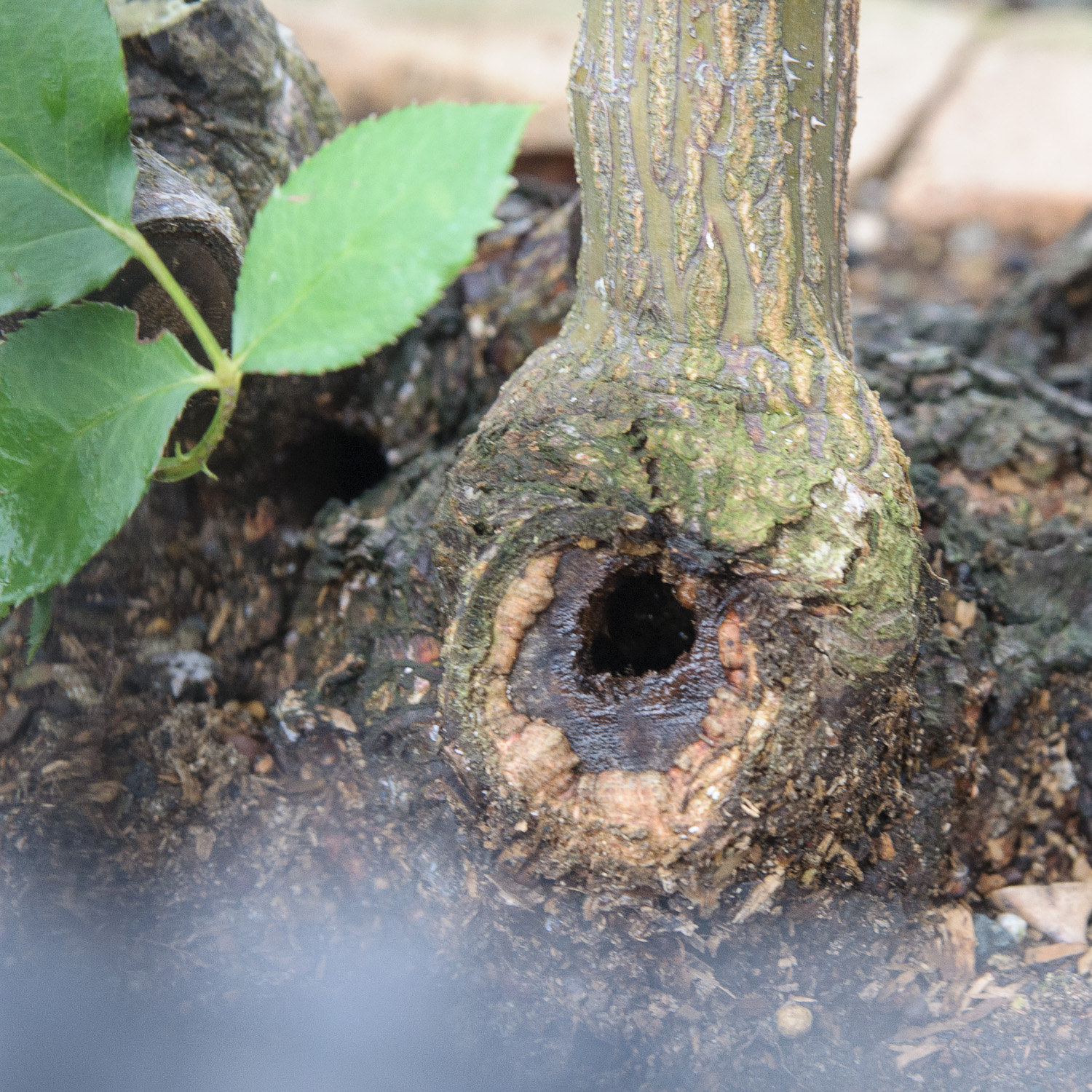 f:id:kota2009:20200615062212j:plain