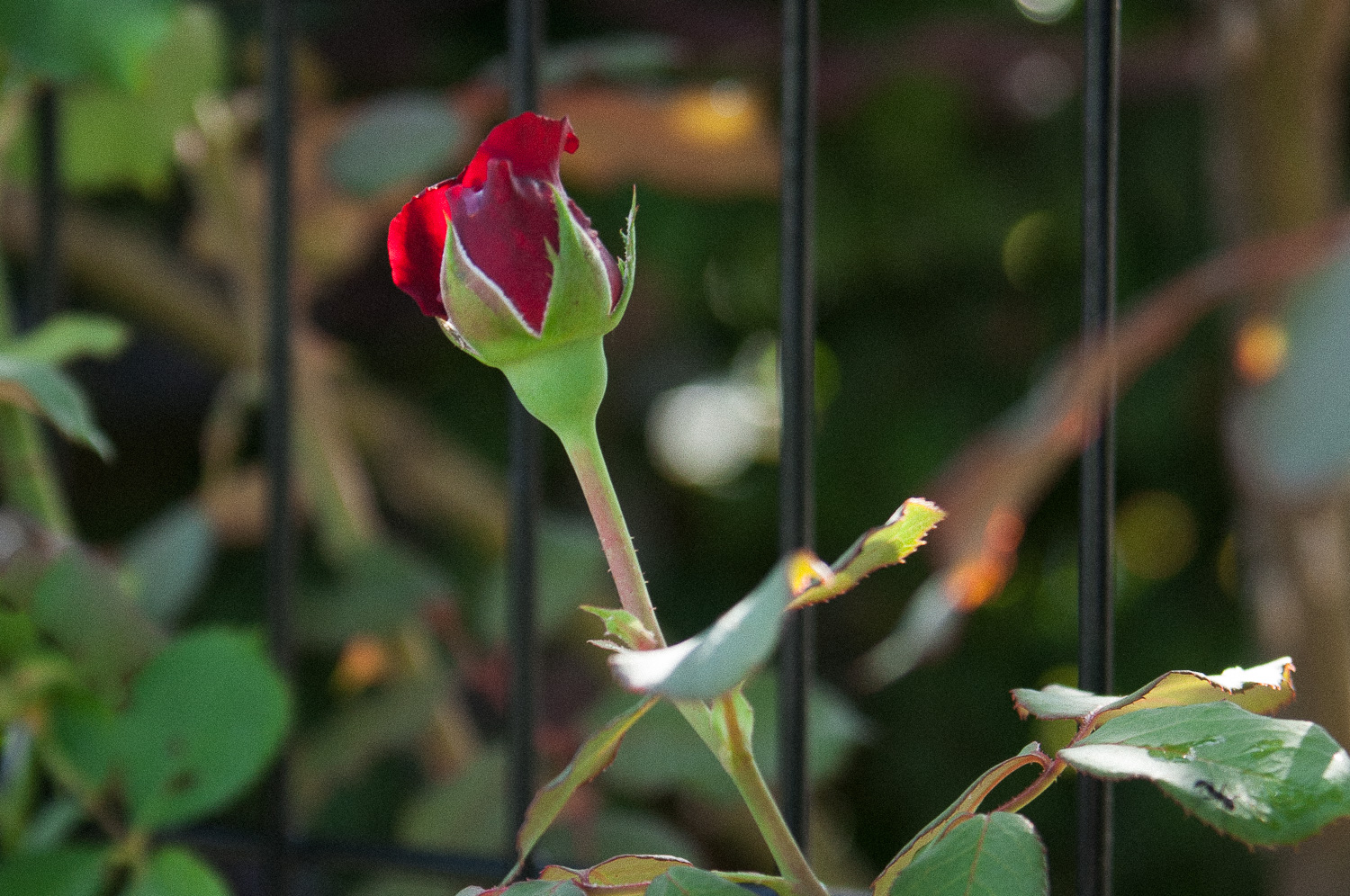 f:id:kota2009:20200702075053j:plain