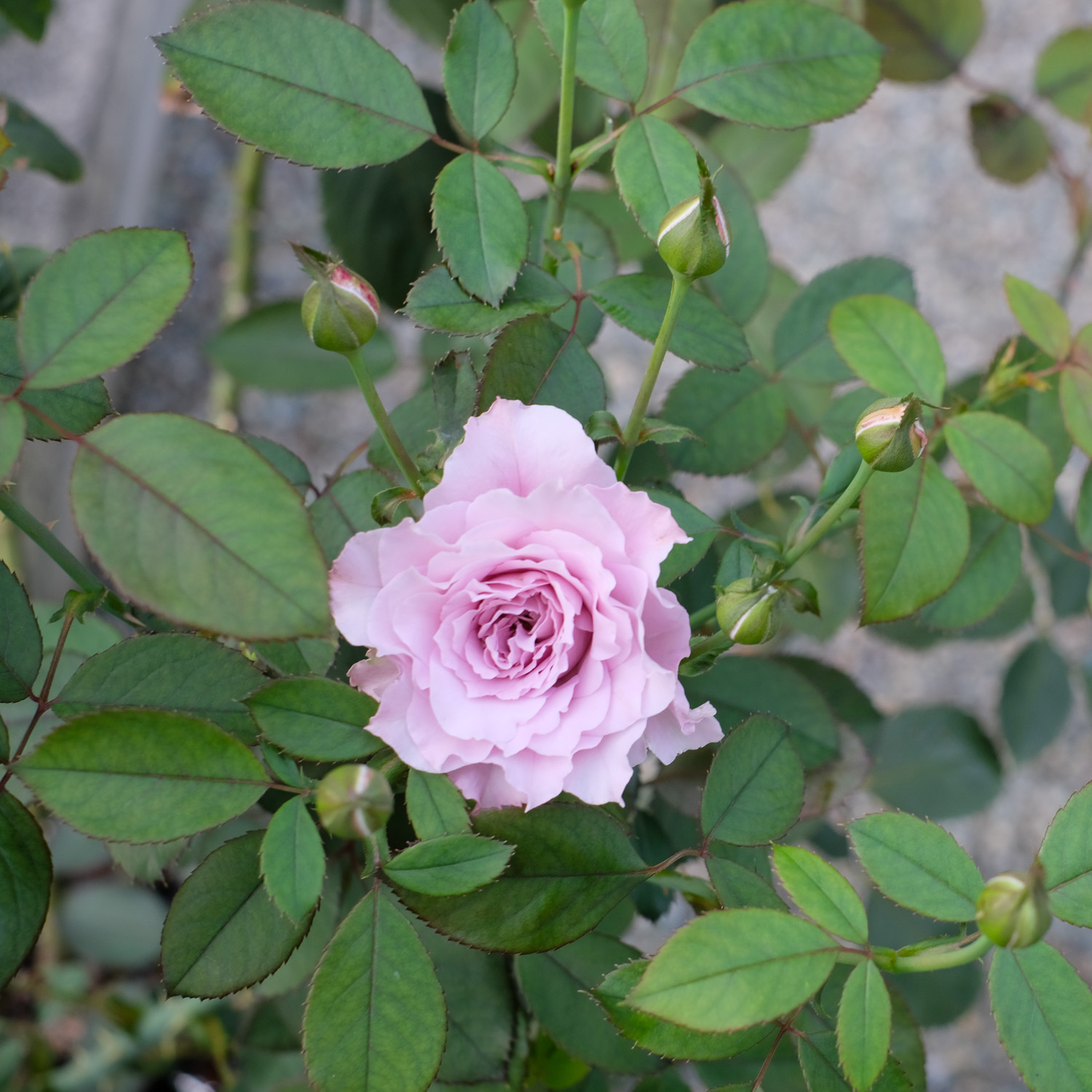 f:id:kota2009:20200929070640j:plain