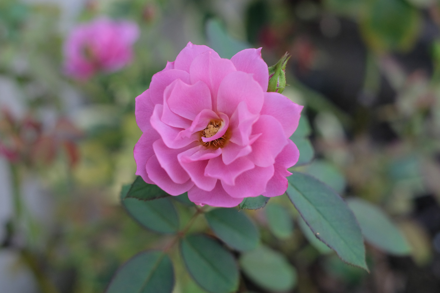 f:id:kota2009:20201003092321j:plain