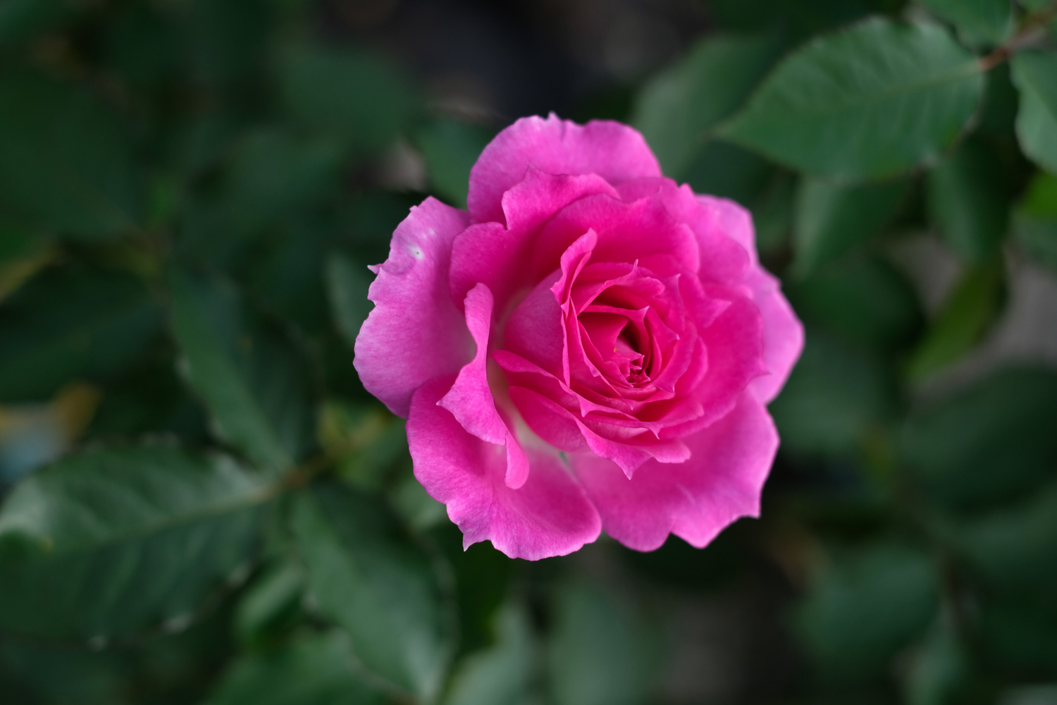 f:id:kota2009:20201006081958j:plain